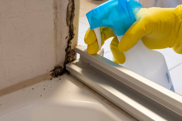 Best Black Mold Removal  in Pen Mar, PA